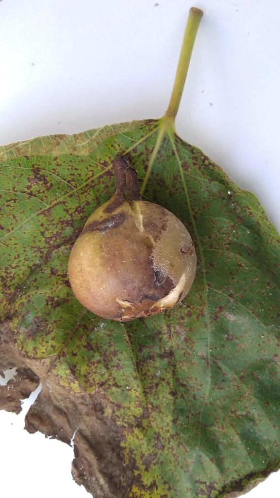 Isolated photo of rotten figs Ficus carica on their leaf with a white background