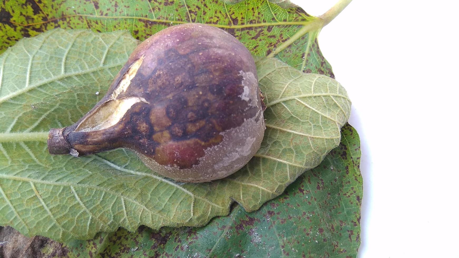 Isolated photo of rotten figs Ficus carica on their leaf with a white background