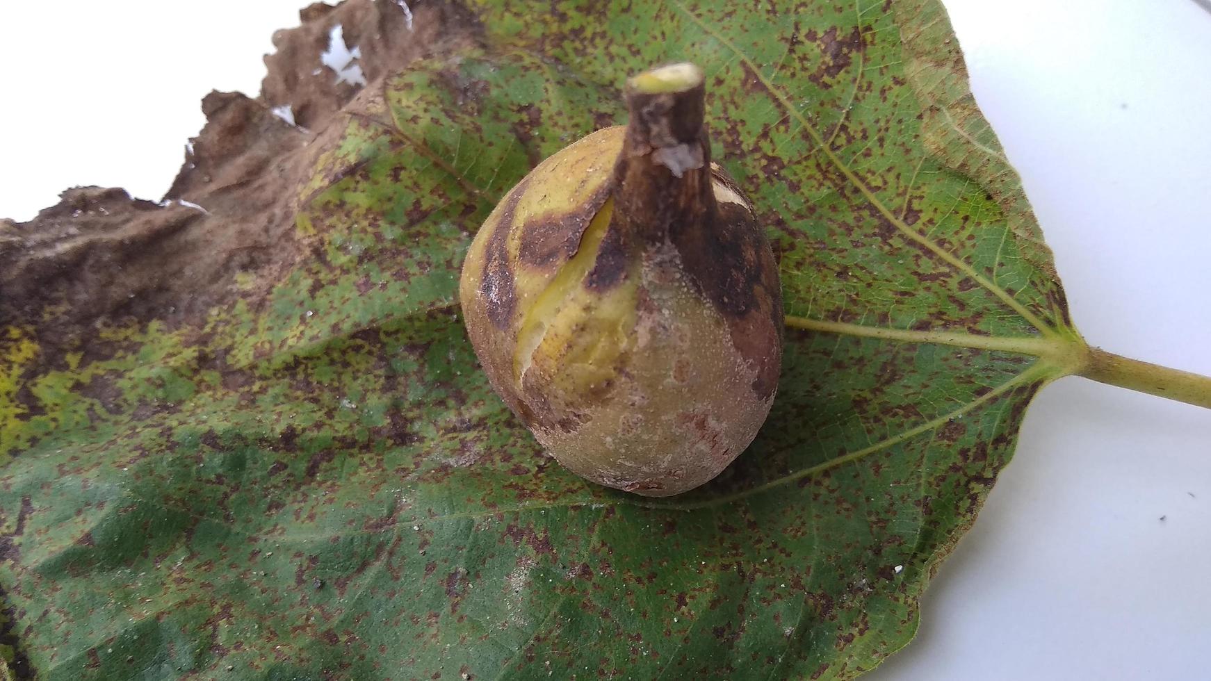 Isolated photo of rotten figs Ficus carica on their leaf with a white background