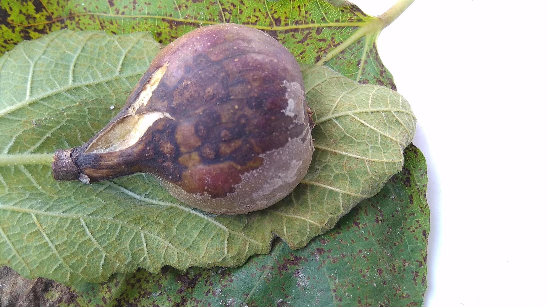 Isolated photo of rotten figs Ficus carica on their leaf with a white background