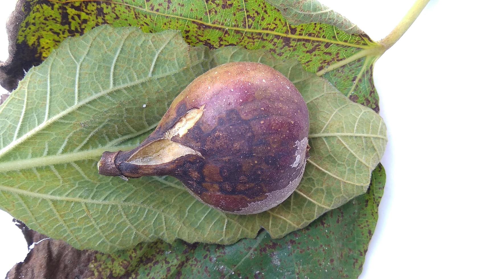 Isolated photo of rotten figs Ficus carica on their leaf with a white background