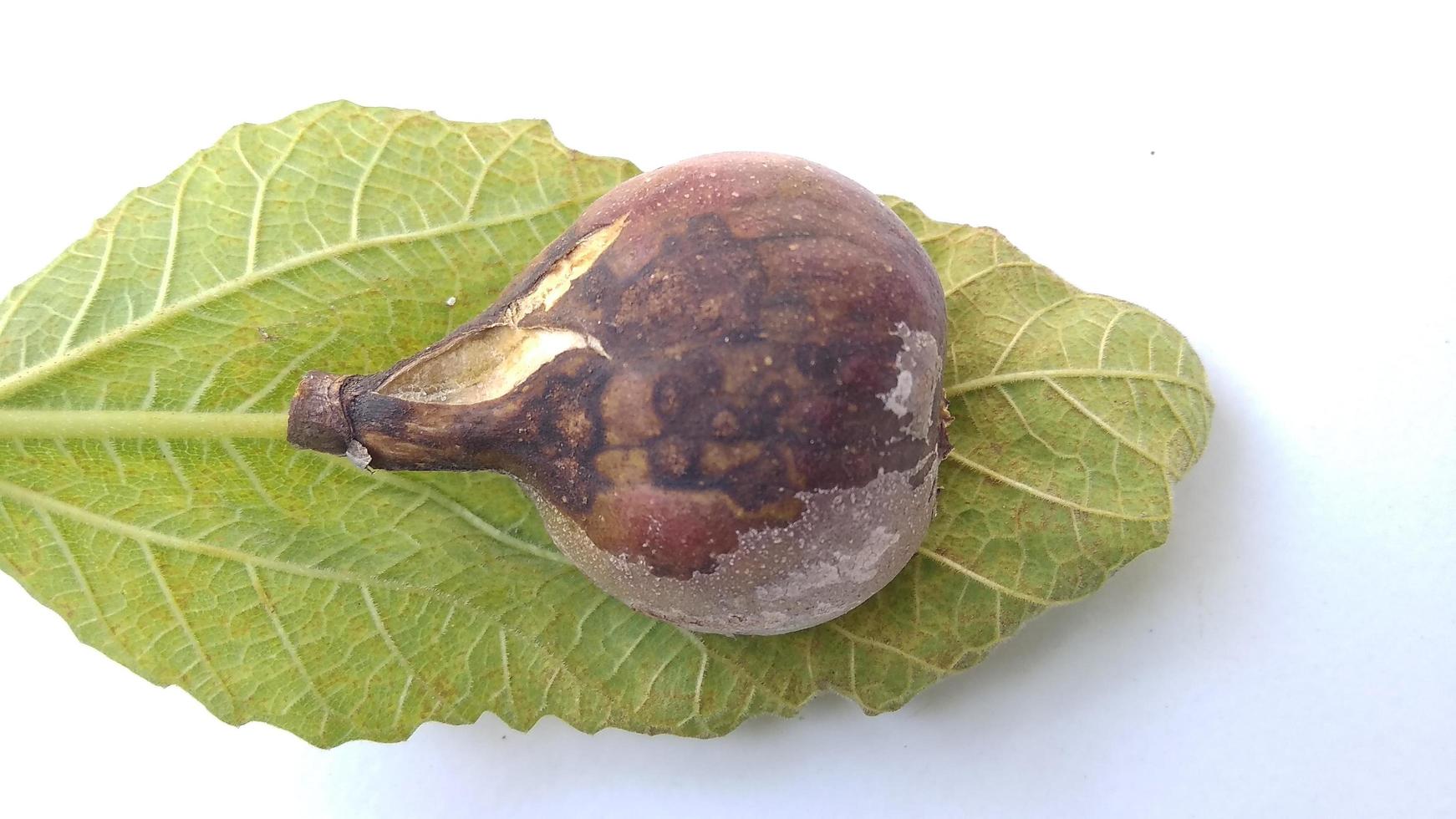 Isolated photo of rotten figs Ficus carica on their leaf with a white background
