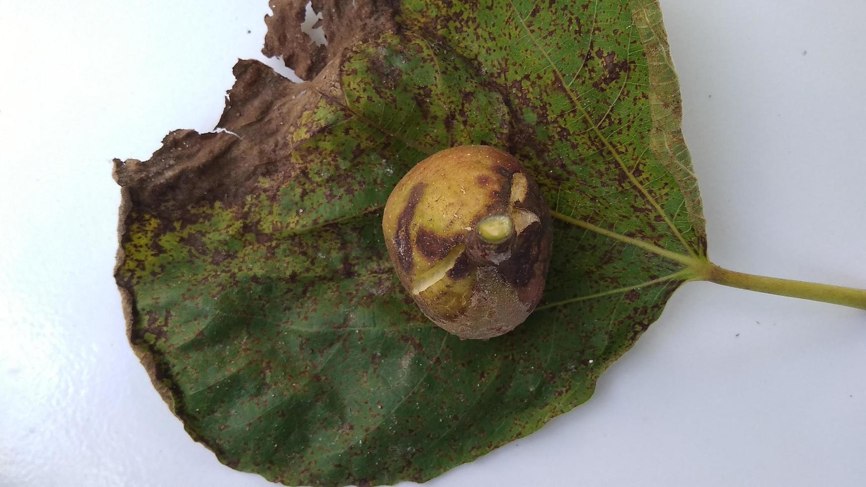 Isolated photo of rotten figs Ficus carica on their leaf with a white background