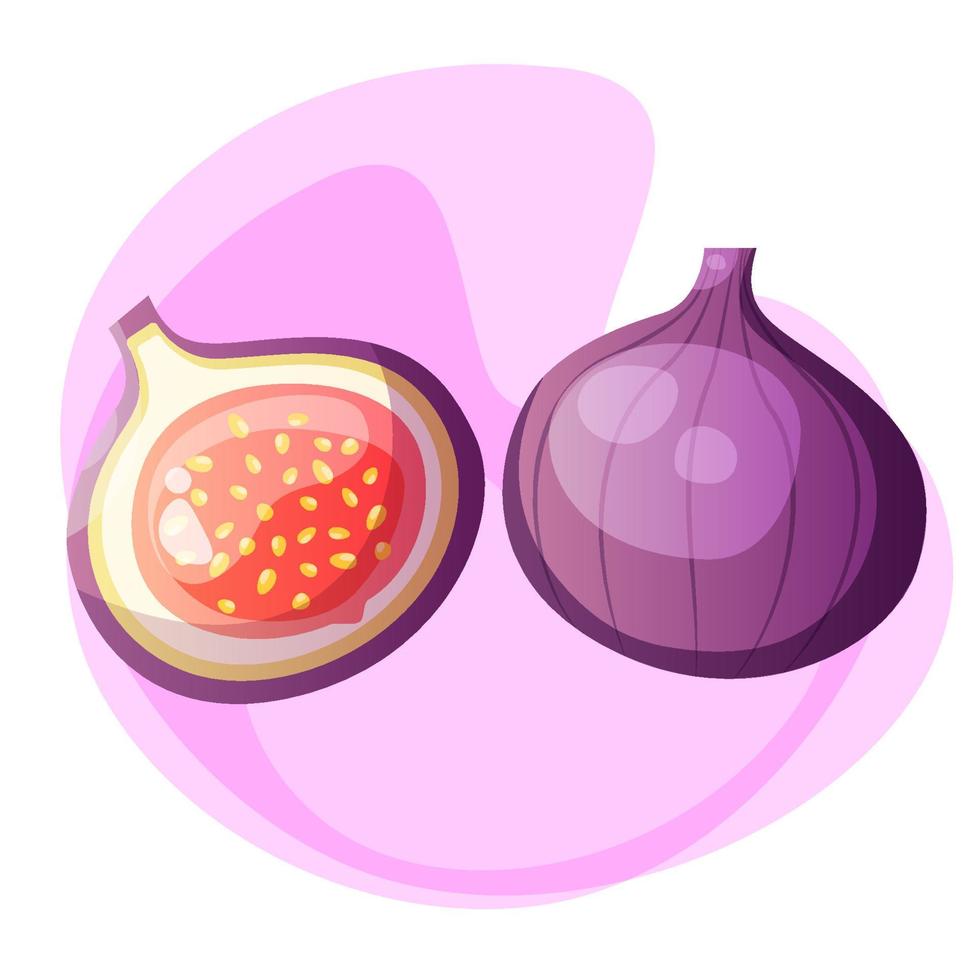 Tropical fruits. Fig vector