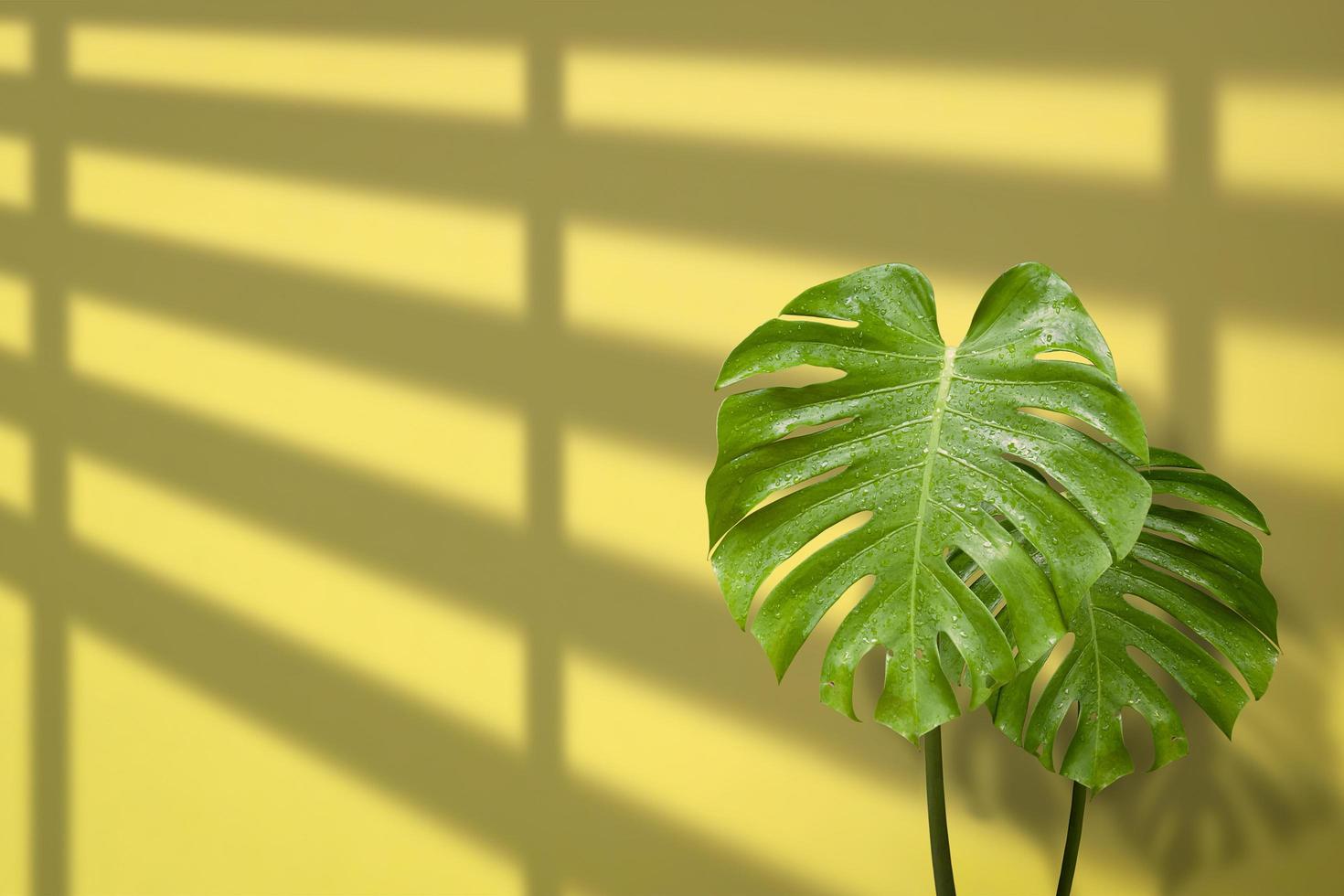 2 Jungle Monstera leaves are growing with sunlight and shadow on yellow cement wall background in living room photo