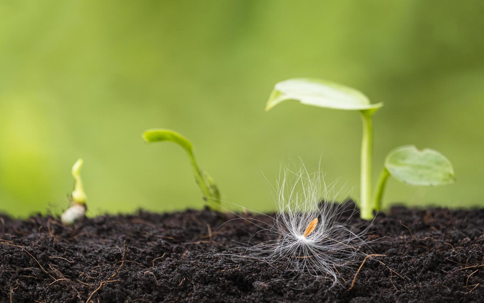 Focus at Calotropis gigantea seed landed on ground with little sprouts are growing on greenery background photo