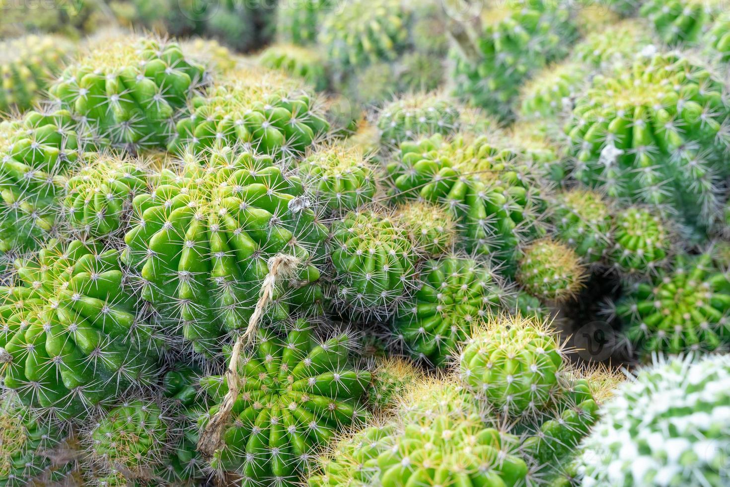 Beautiful cactus in garden. Widely cultivated as an ornamental plant. Close-up. photo