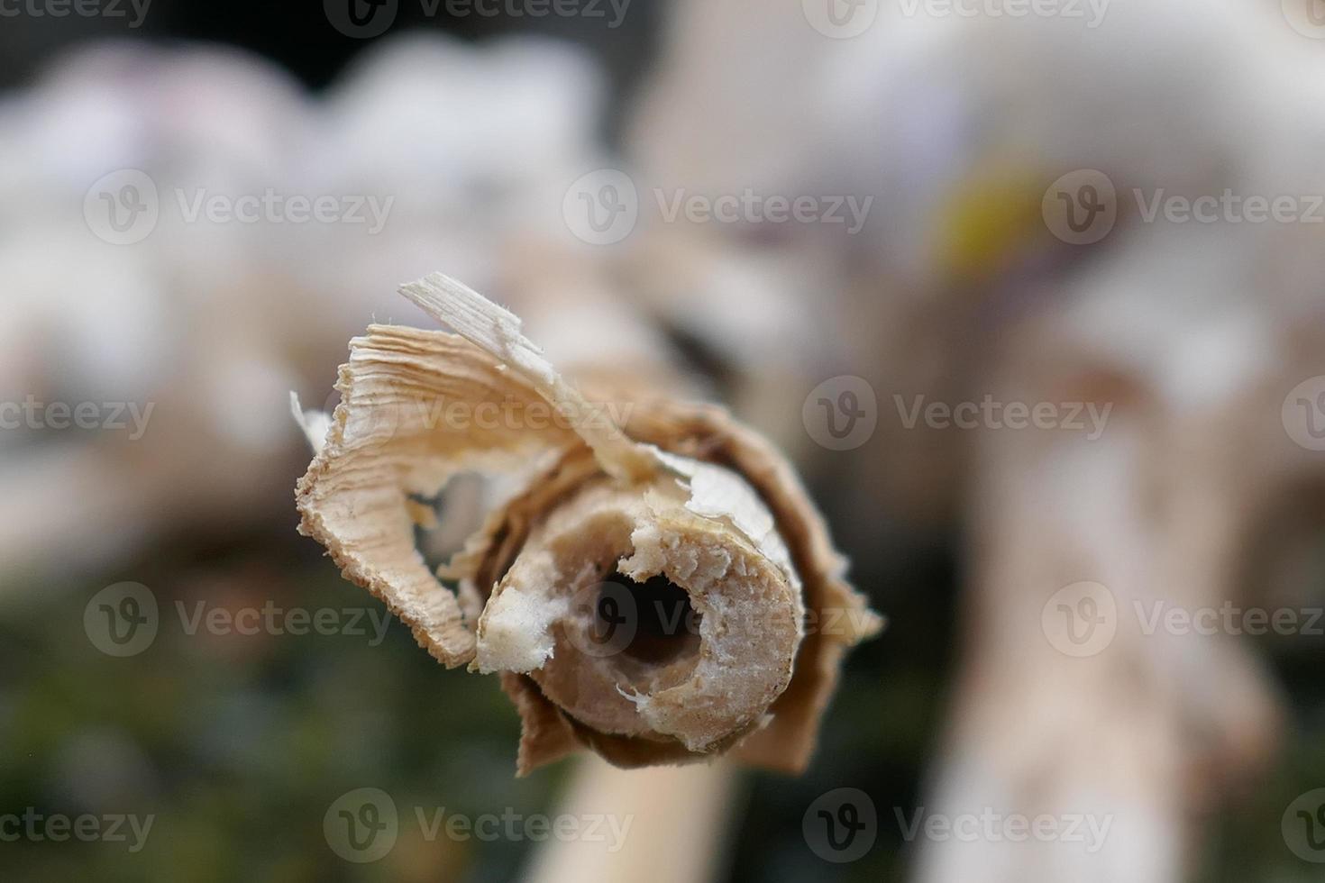 Garlic Bulbs from Close Up photo