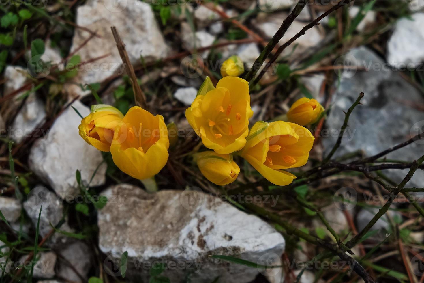 Yellow saffron flowers grow among the stones. Yellow crocuses. photo