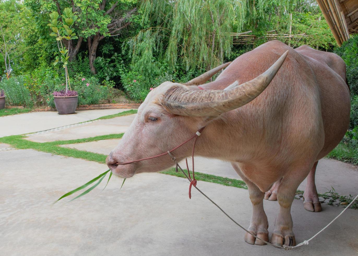 Thai albino buffalo, rare animal eating grass in countryside thailand. photo