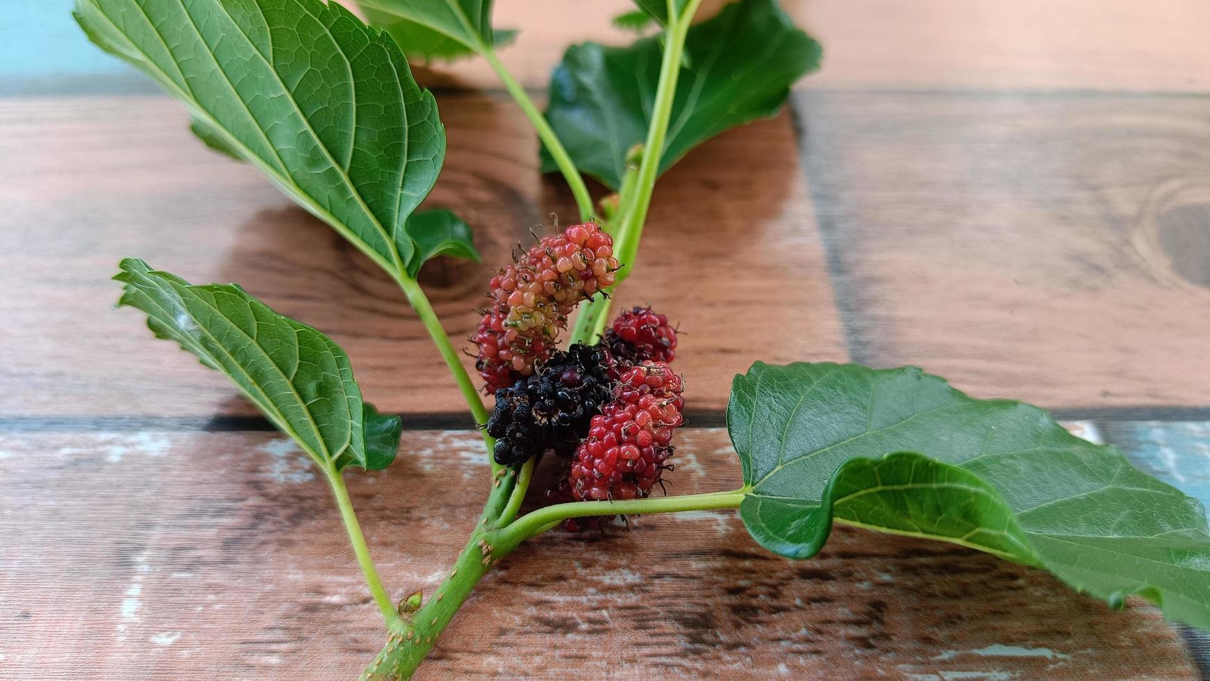 Red mulberries fruit on the branch on background photo