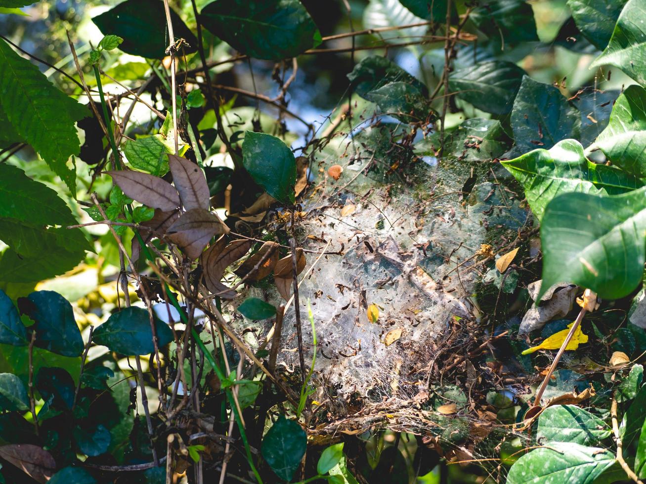 Spider and leaf photo