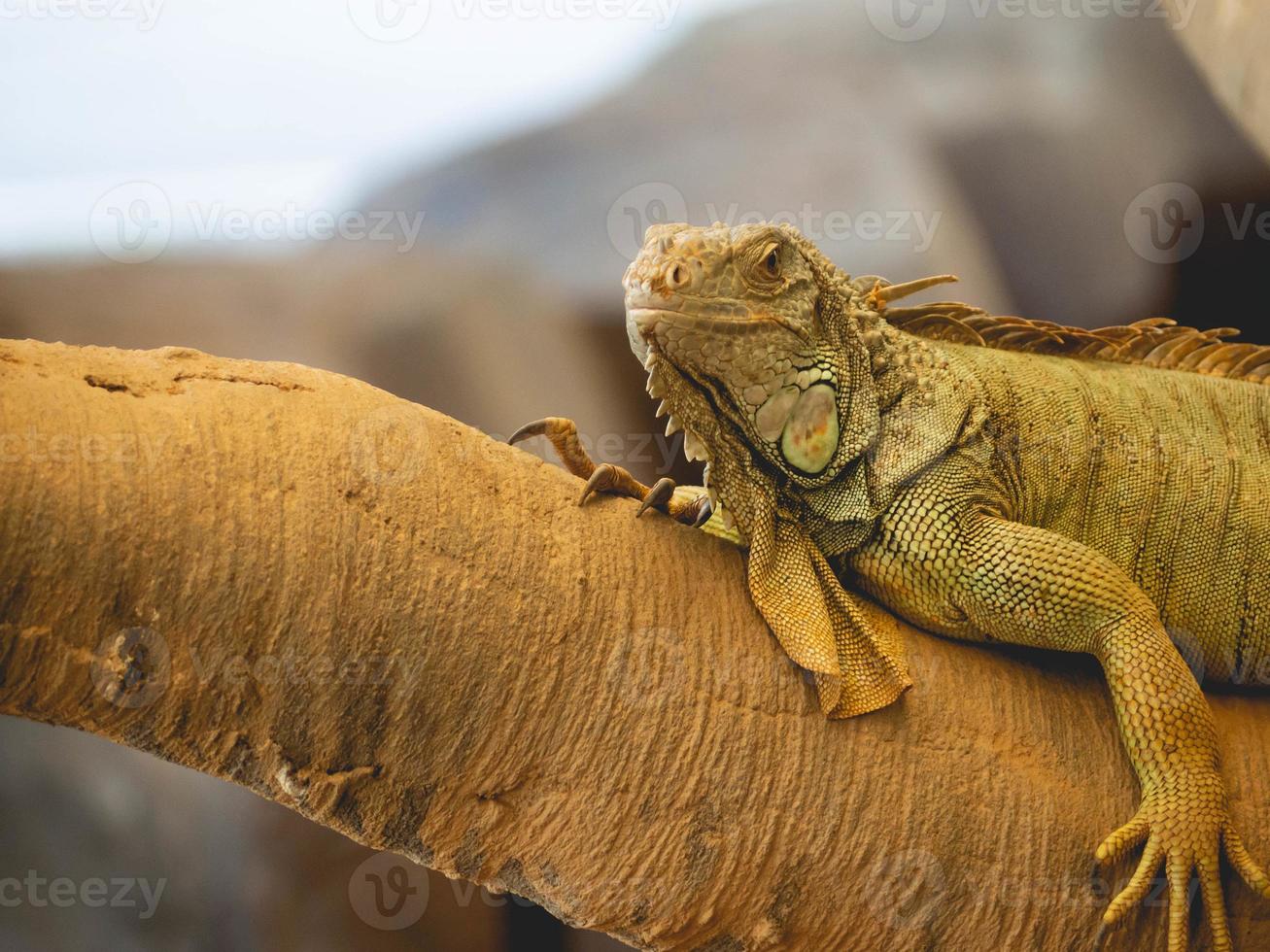 Animal and close up photo