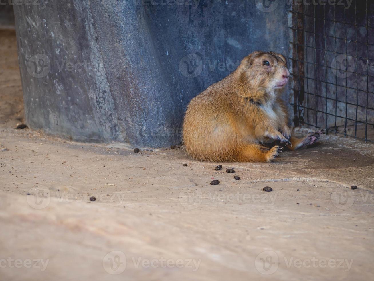 Animal and close up photo