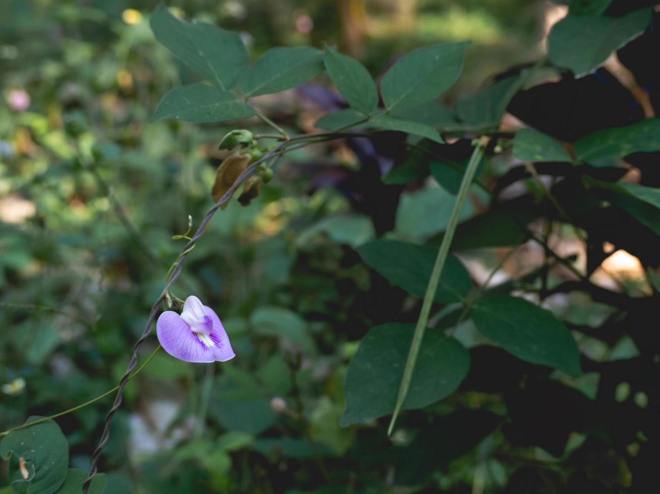 flower and nature photo