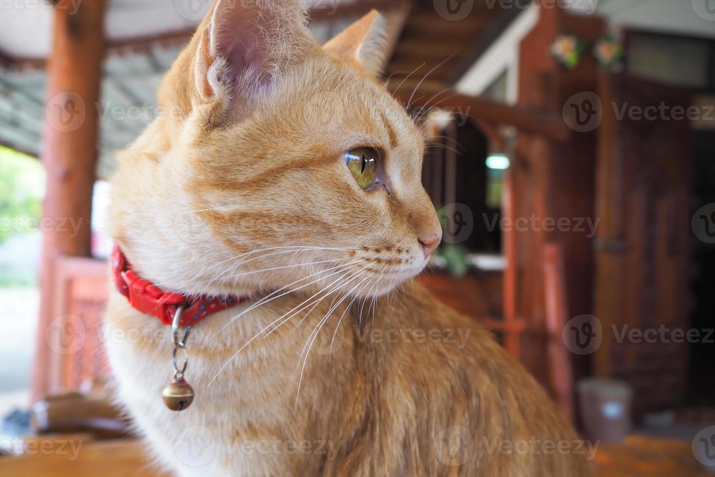 orange cat wearing collar 6882102 Stock Photo at Vecteezy
