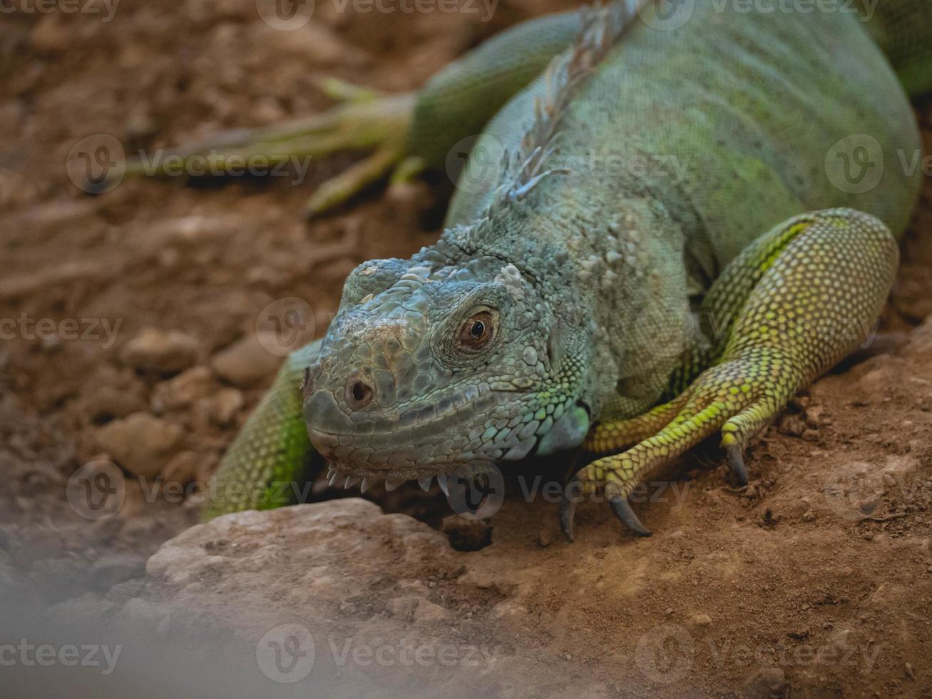 Animal and close up photo