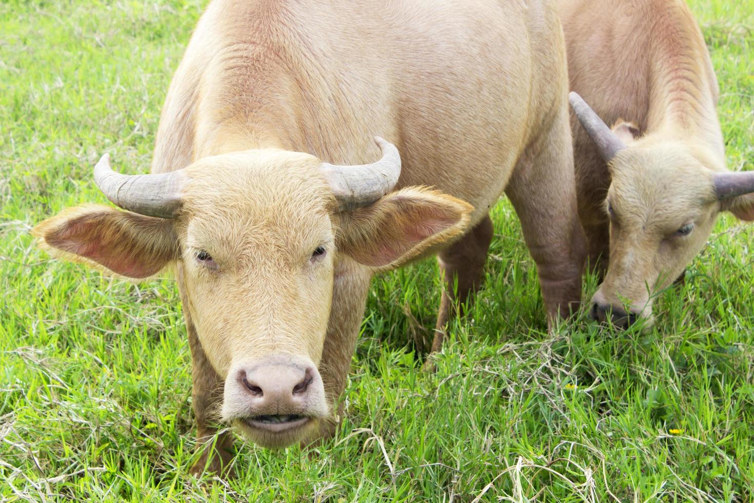 Water buffalo standing on green grass photo