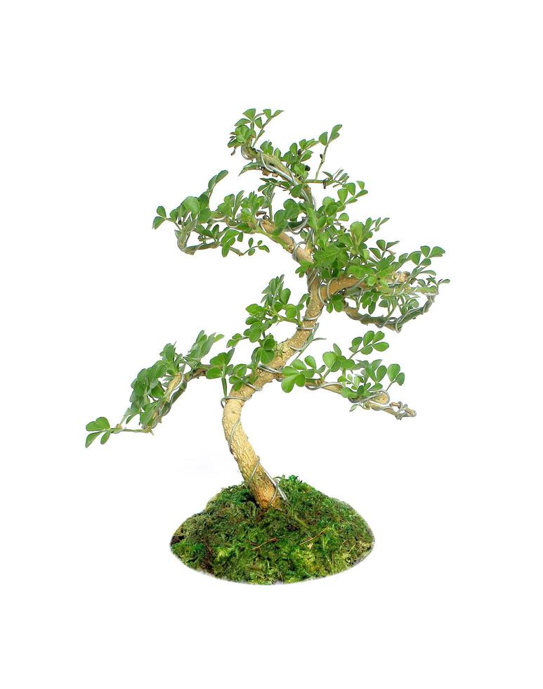 Bonsai tree Isolated on white background photo