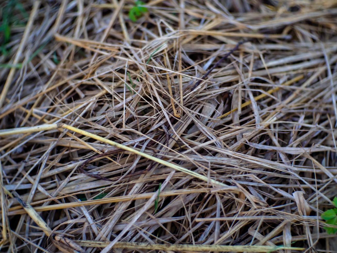 straws and nature photo