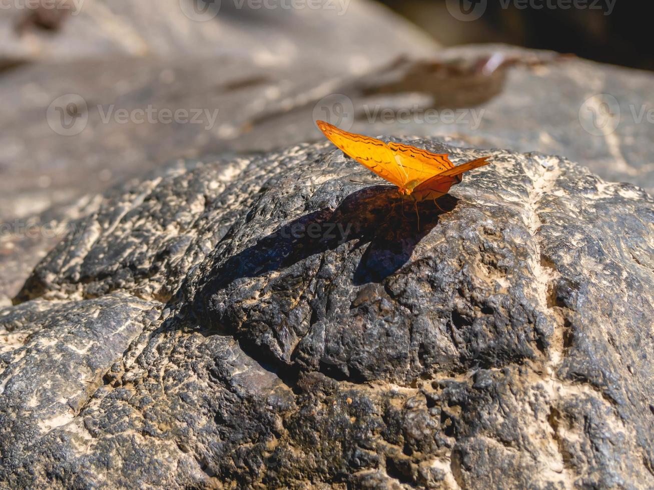 mariposa en piedra foto