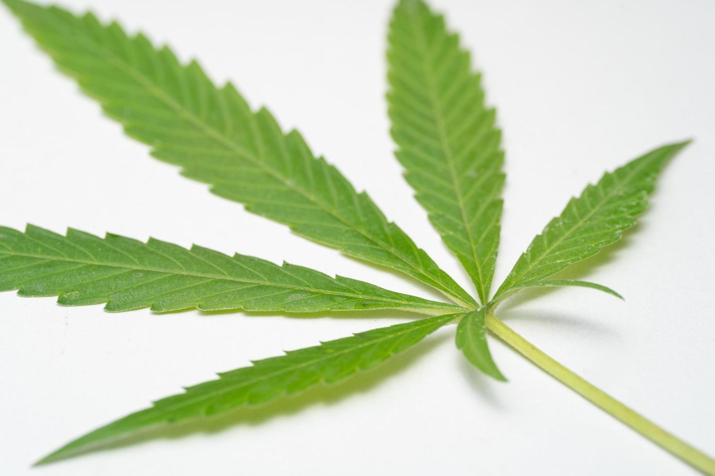 Marijuana Leaf on white background. Selective focus. Cannabis - isolated on white background. Growing medical marijuana photo