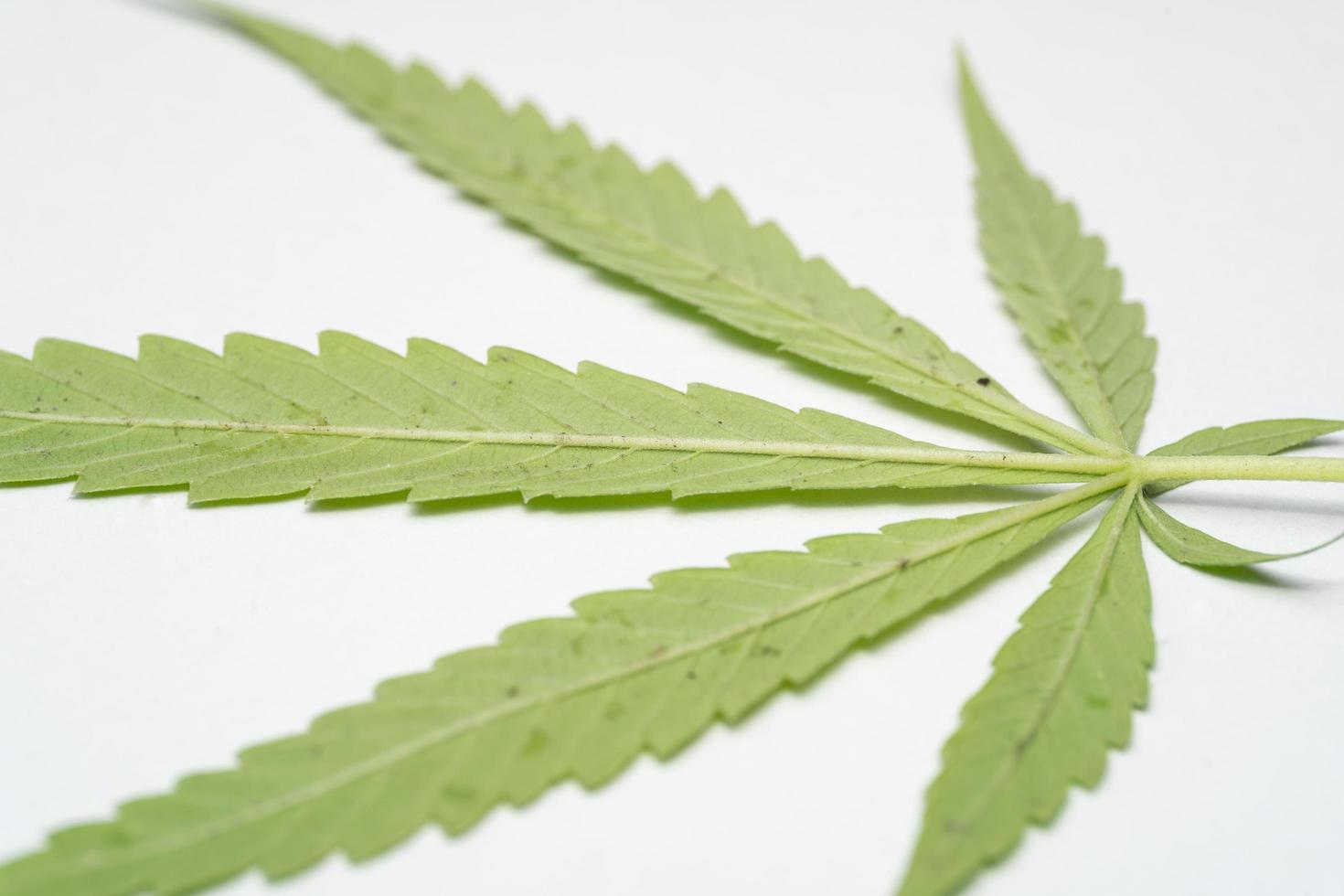 Marijuana Leaf on white background. Selective focus. Cannabis - isolated on white background. Growing medical marijuana photo