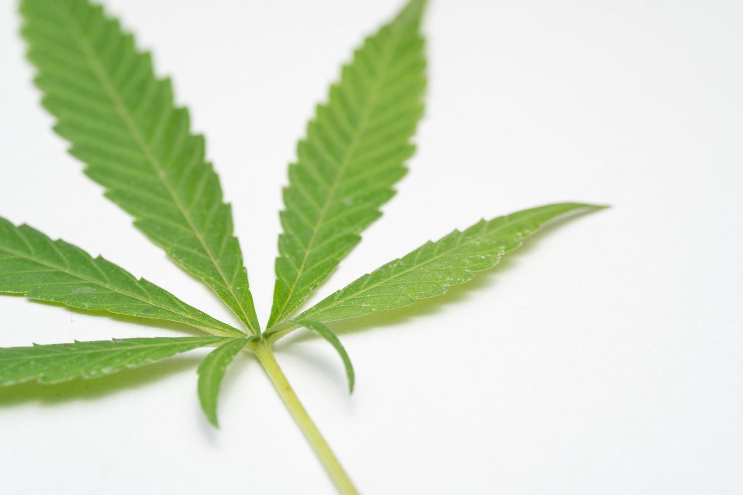 Marijuana Leaf on white background. Selective focus. Cannabis - isolated on white background. Growing medical marijuana photo