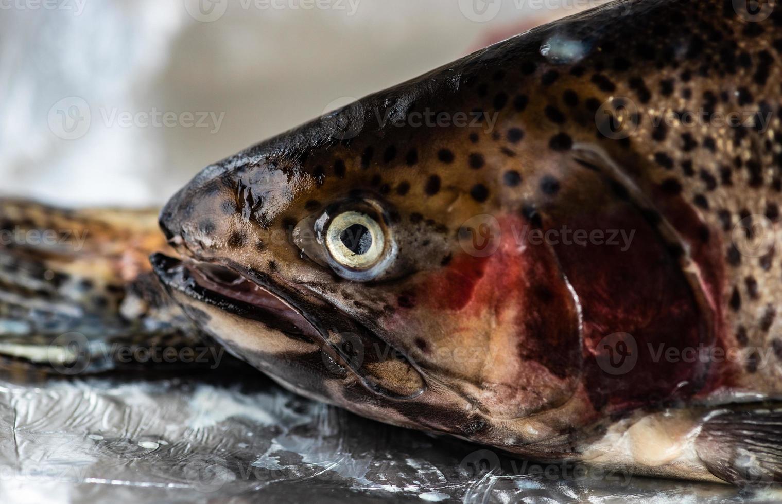 Uncooked trout fish photo