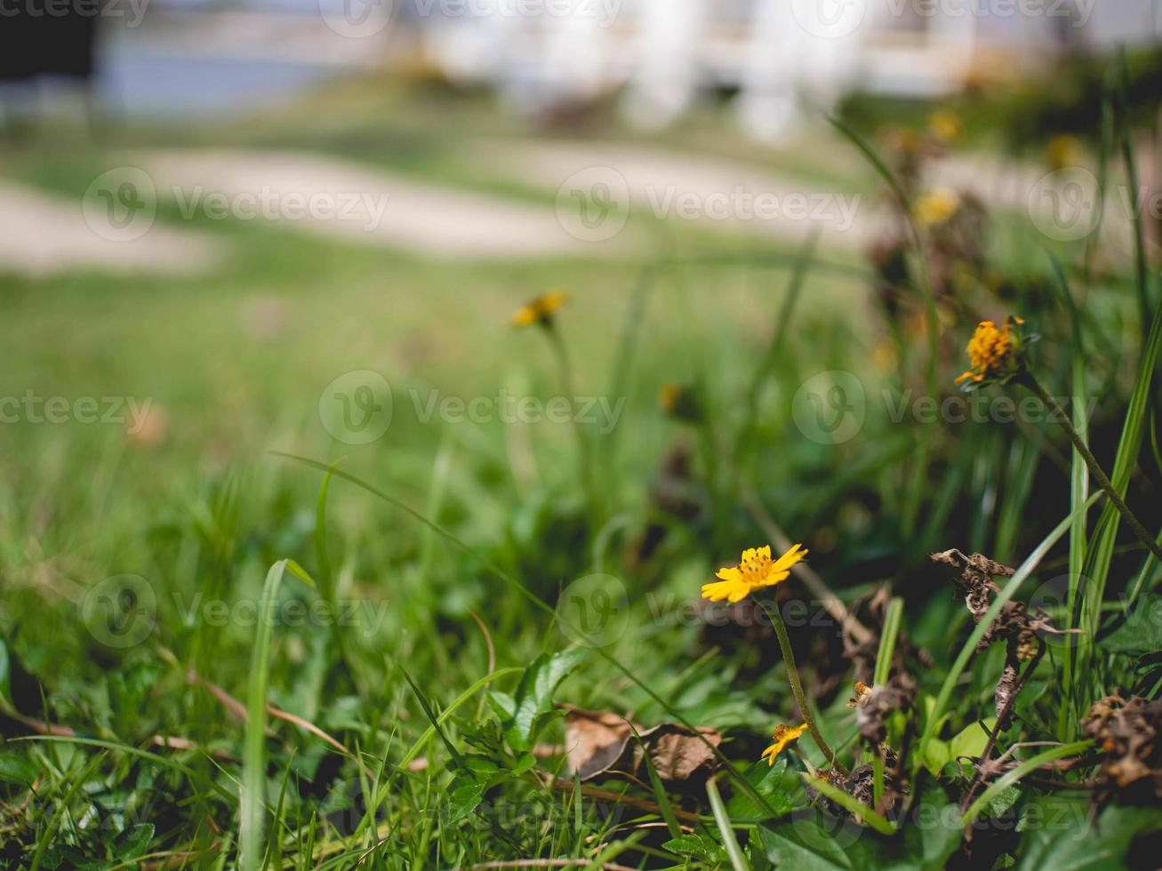 flower and nature photo