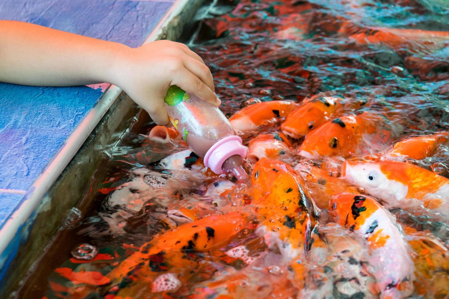 feeding hungry carp fish photo