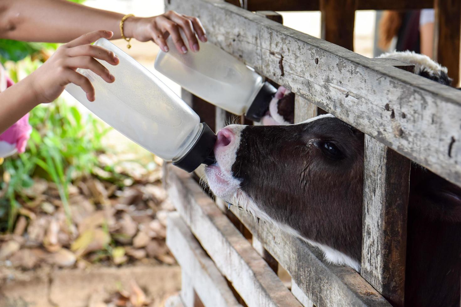 alimentación de leche de un ternero. foto