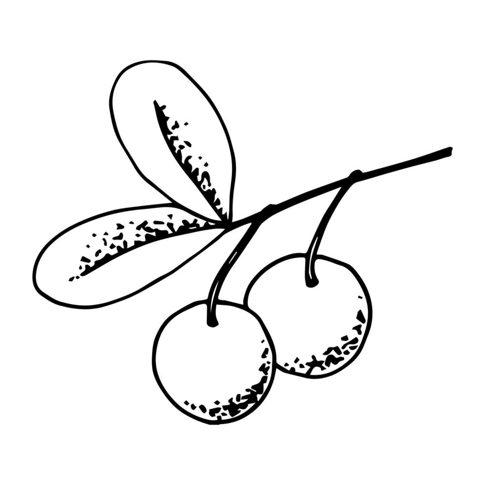 dibujo de tinta vectorial simple. bayas de arándano rojo en contorno negro aislado sobre un fondo blanco. ingrediente, menú, receta. plantas silvestres del bosque. vector