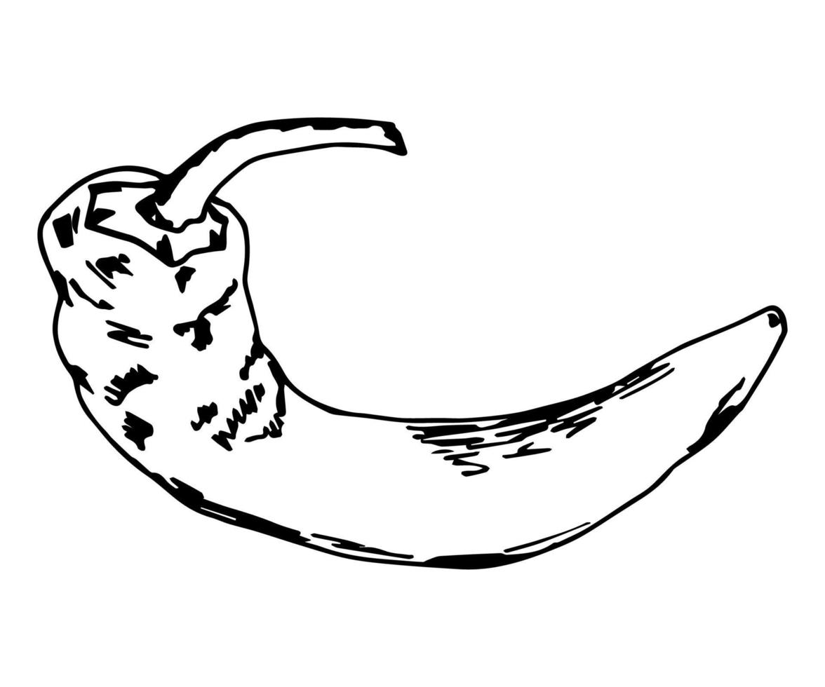 Simple vector ink drawing. Hot chili pepper in black outline isolated on white background. Ingredient, menu, recipe. Organic vegetables.