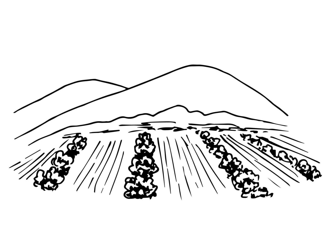 Ink simple vector sketch. Vineyard landscape, rows of grape bushes, garden tree perspective, mountains on the horizon. Engraving style, print label, wine list, menu, countryside. Plant cultivation.