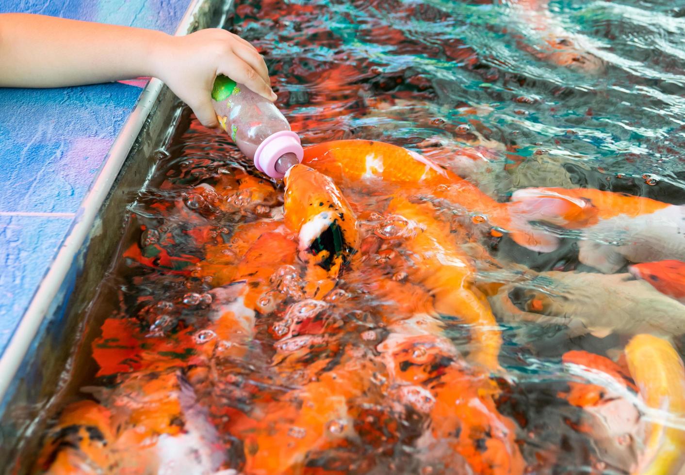 feeding hungry carp fish photo