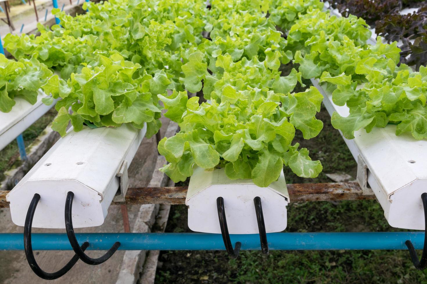 Hydroponic vegetables growing in greenhouse photo