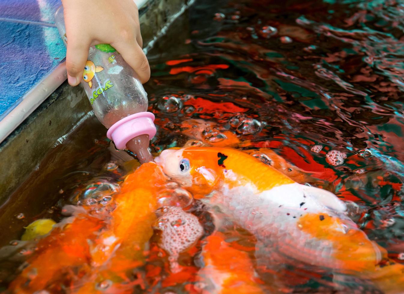 feeding hungry carp fish photo