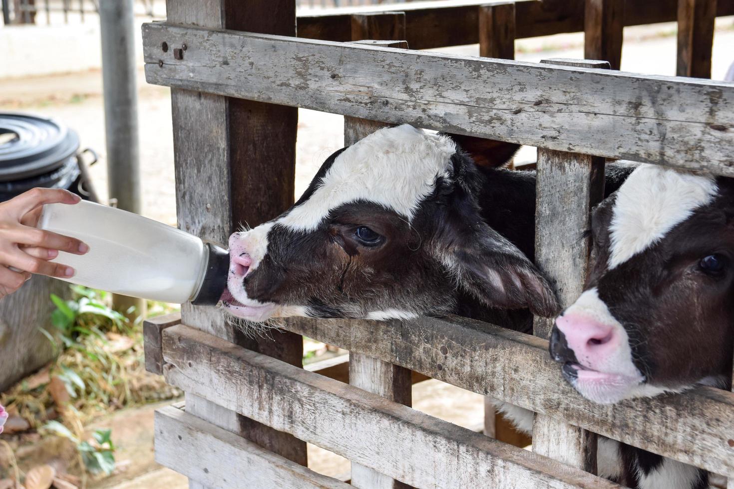 Milk feeding of a calf. photo