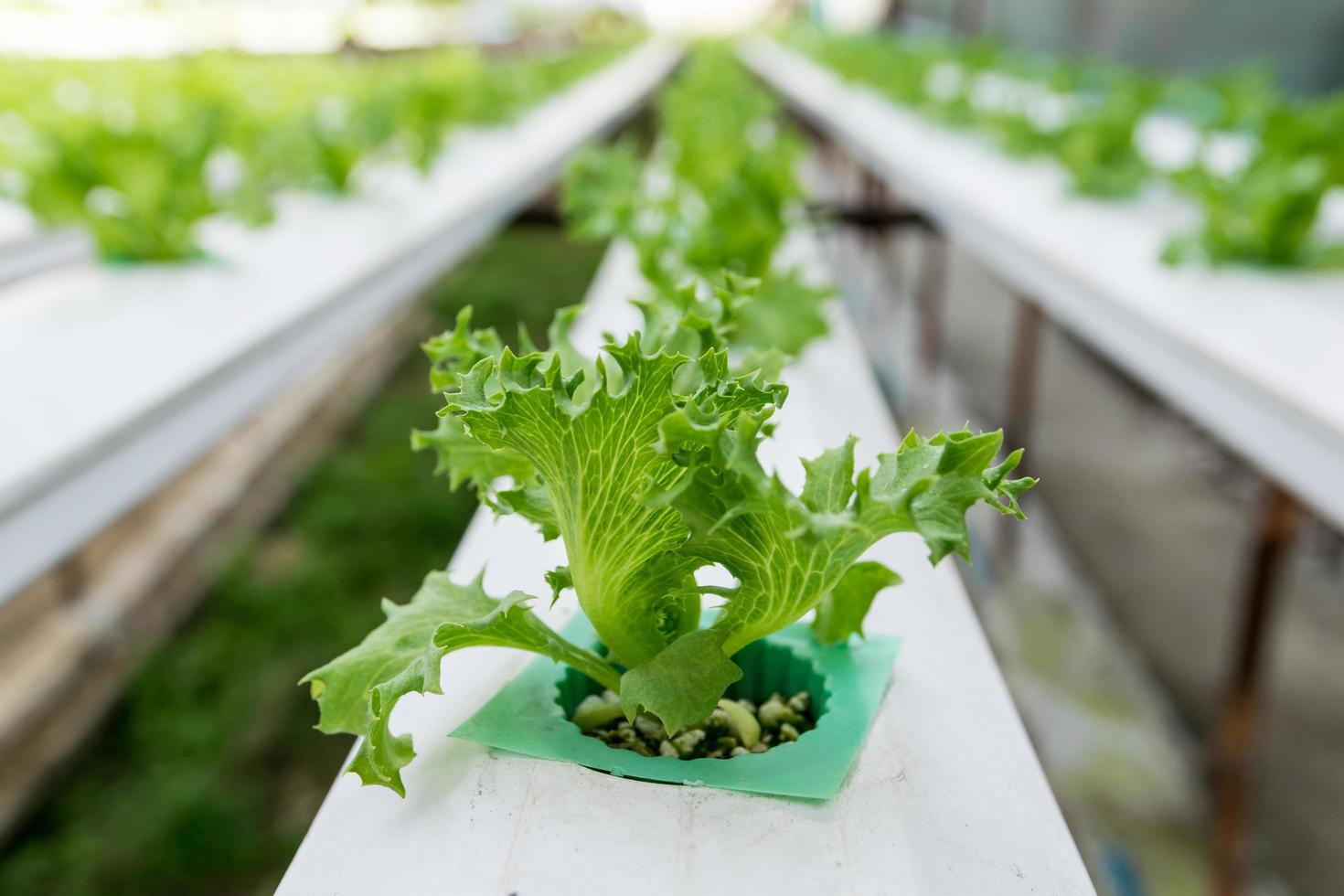 cultivation hydroponics green vegetable in farm photo