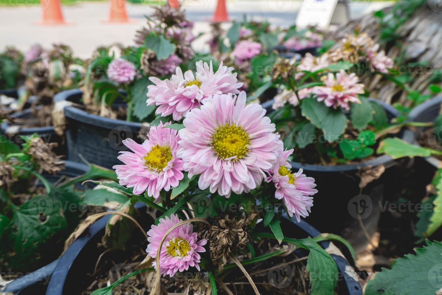 flower and cage photo