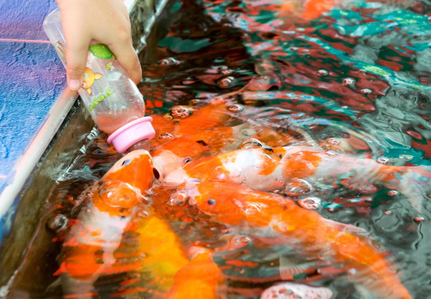 feeding hungry carp fish photo