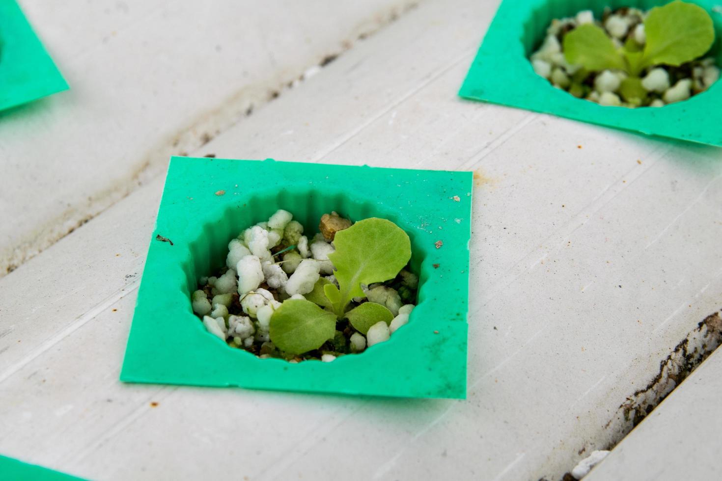 cultivation hydroponics vegetable in farm photo