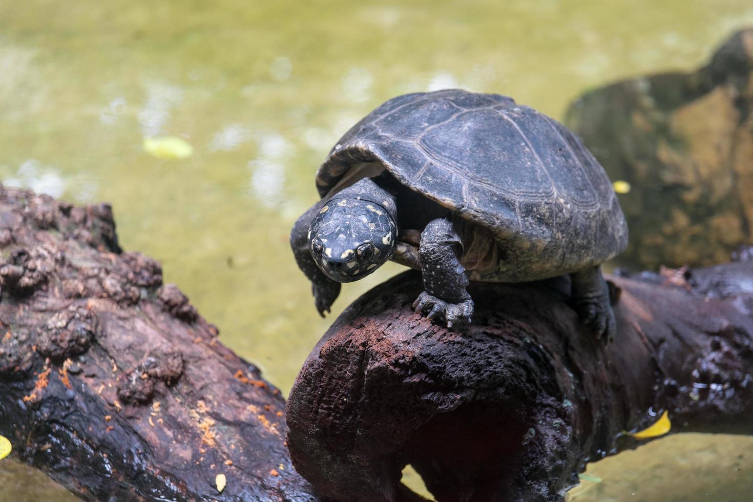 Tortoise walking on the timber photo