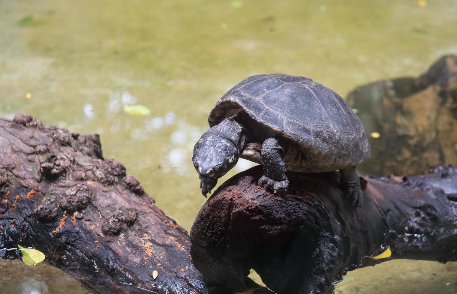 Tortoise walking on the timber photo