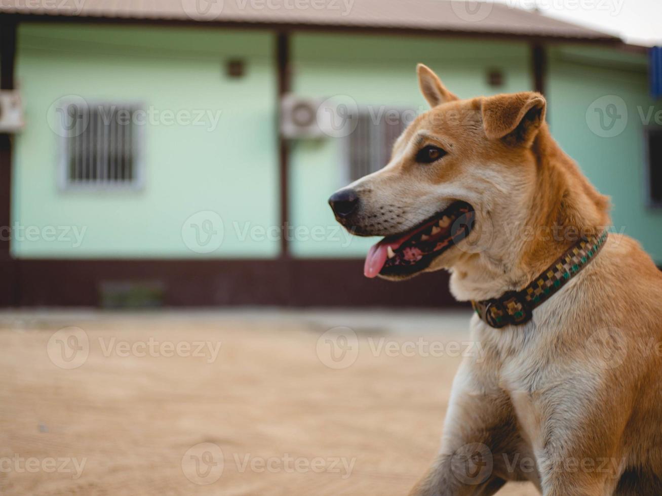 brown dog on ground photo