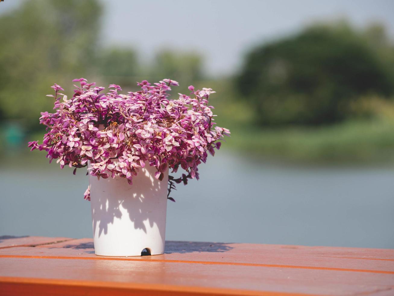 flower and nature photo