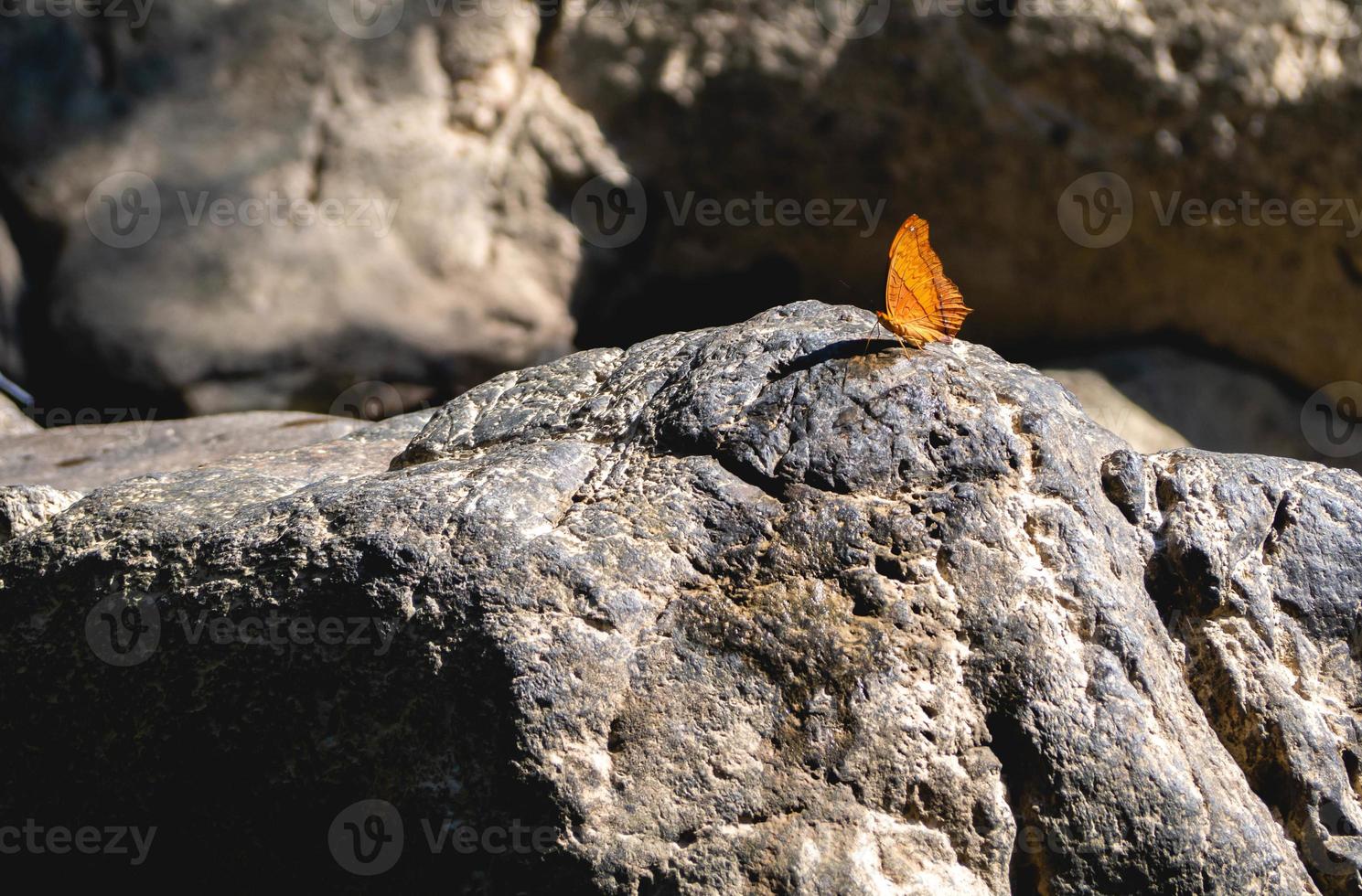 butterfly and stone photo