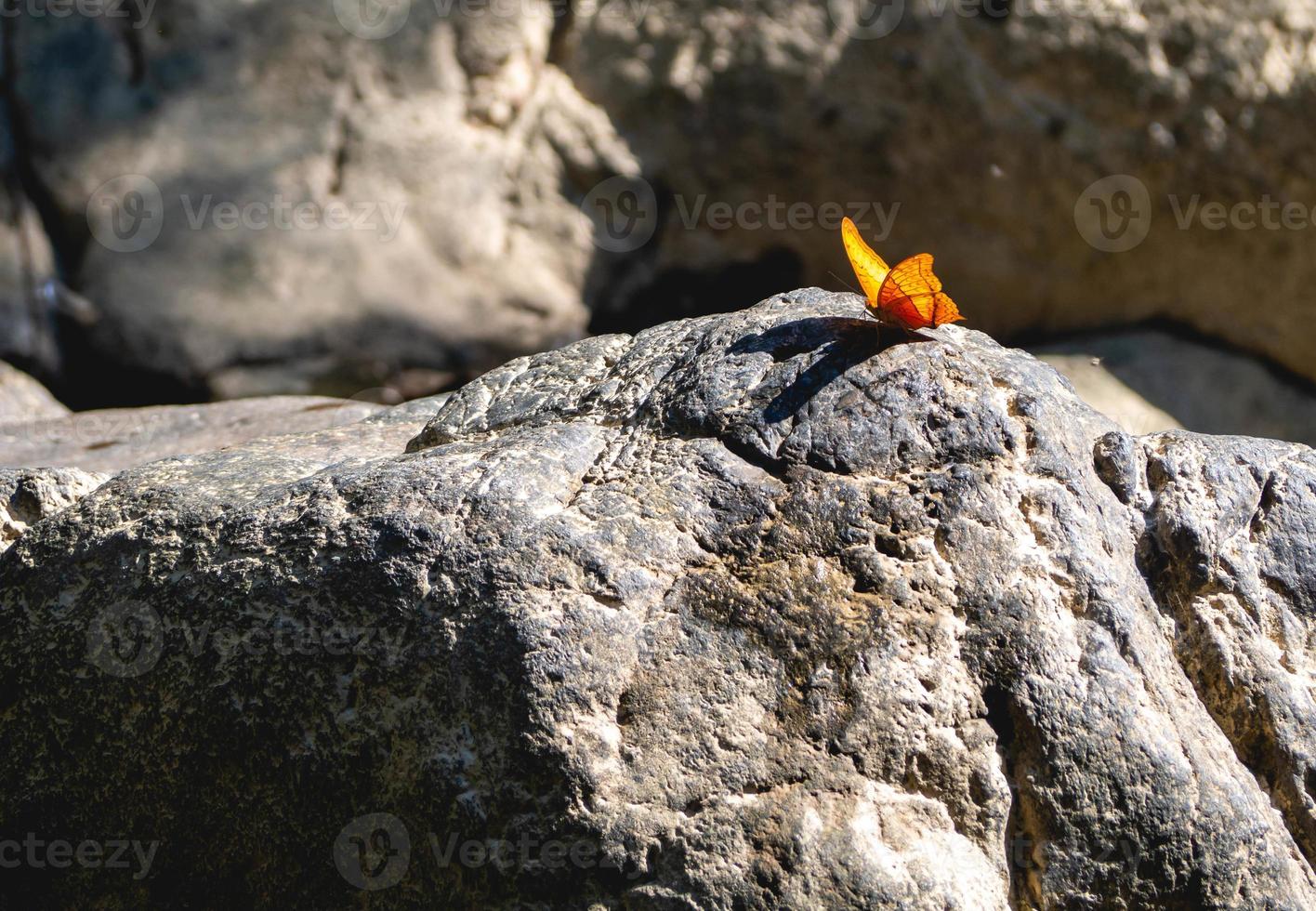 butterfly on stone photo