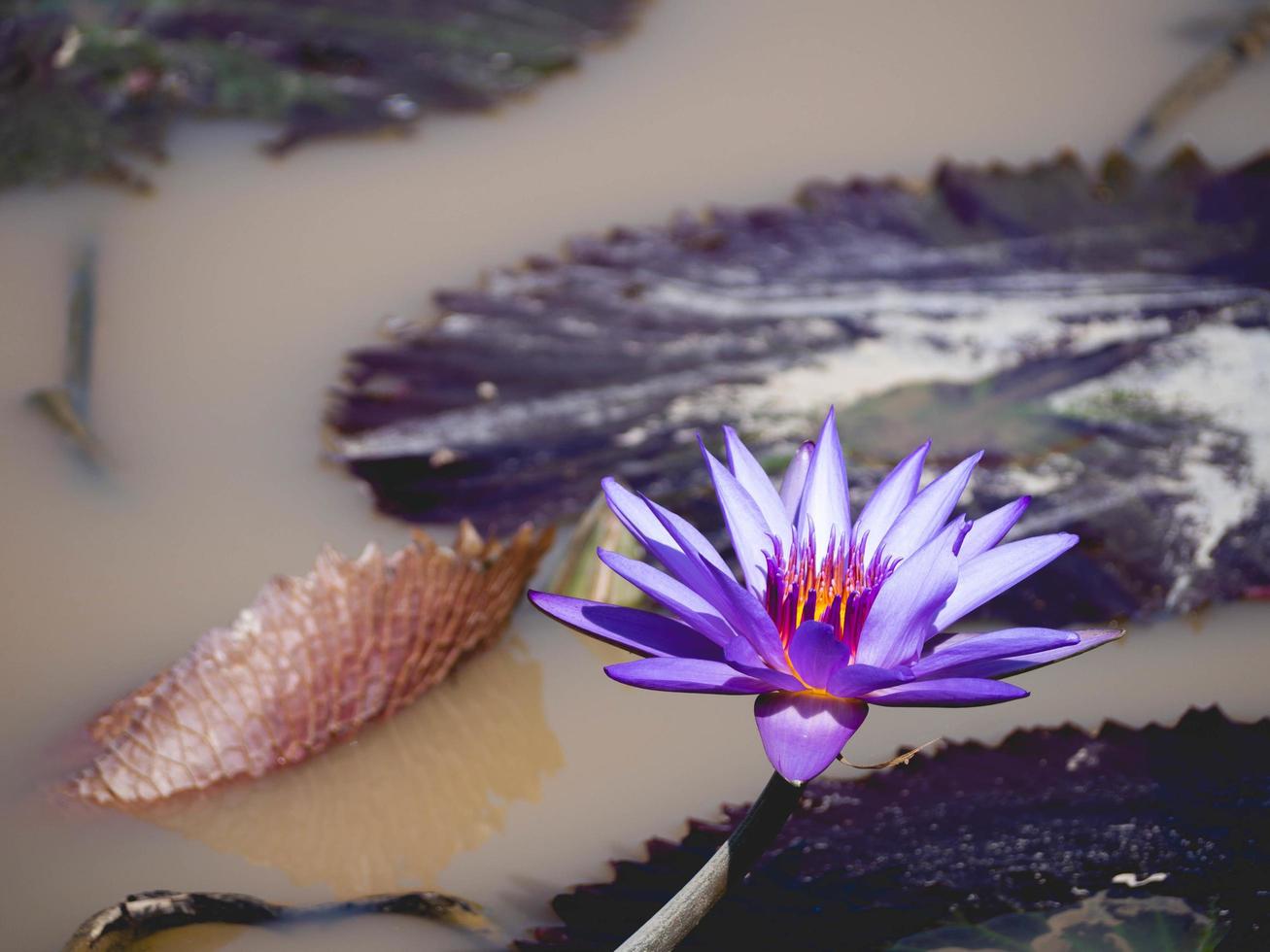 lotus and pond photo